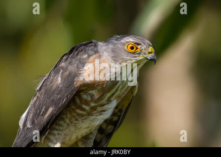 Libre Besra ou peu (Éperviers Accipiter virgatus) Banque D'Images