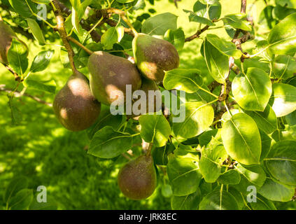 Close up de poires ensoleillées growing on tree dans jardin ensoleillé avec arrière-plan flou, Midlothian, Ecosse, Royaume-Uni Banque D'Images