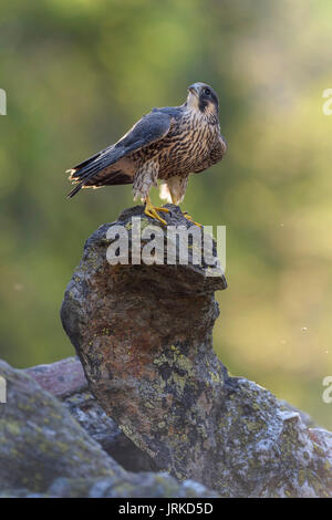 Le faucon pèlerin (Falco peregrinus), jeune oiseau posé sur la roche, réserve naturelle de la forêt bavaroise, Bavière, Allemagne Banque D'Images