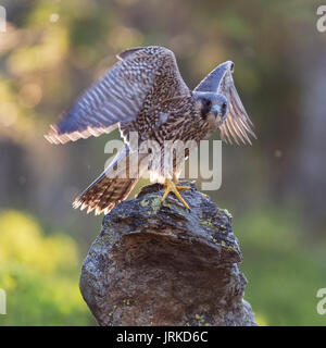 Le faucon pèlerin (Falco peregrinus), jeune oiseau posé sur la roche et battre avec les ailes, rétroéclairé Banque D'Images