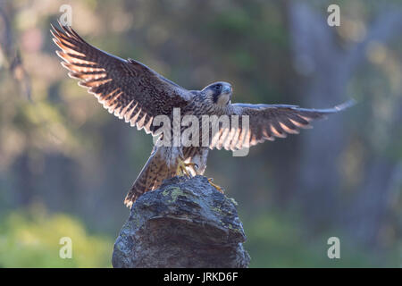 Le faucon pèlerin (Falco peregrinus), jeune oiseau posé sur la roche avec spreaded ailes, rétroéclairage, réserve naturelle de la forêt de Bavière Banque D'Images