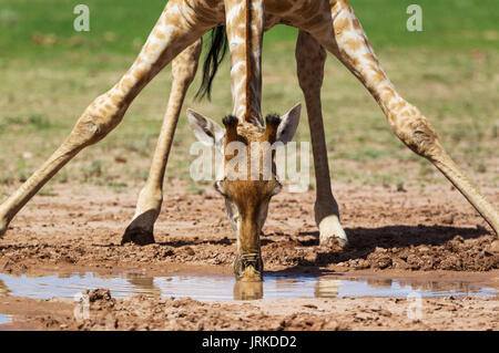 Le sud de Girafe (Giraffa giraffa), femme de l'alcool à la piscine d'eau de pluie, saison des pluies avec un cadre vert, Désert du Kalahari Banque D'Images
