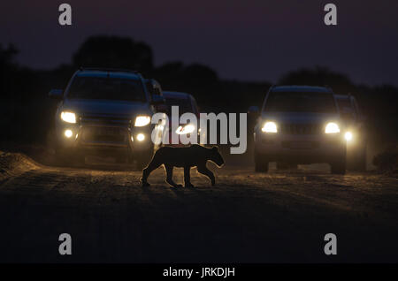 Lion (Panthera leo), Cub traverse une route de nuit, les voitures derrière pour commande de jeu de matin, Désert du Kalahari Banque D'Images
