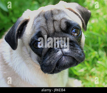 Chiot pug bouleversé Banque D'Images