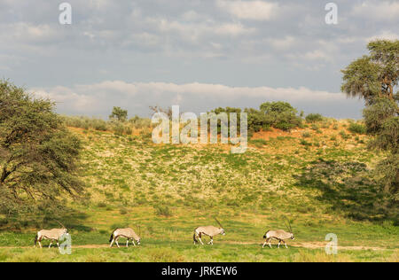 Gemsbok (Oryx gazella), l'itinérance des troupeaux d'herbe près de dune de sable, saison des pluies avec un cadre vert, Désert du Kalahari Banque D'Images