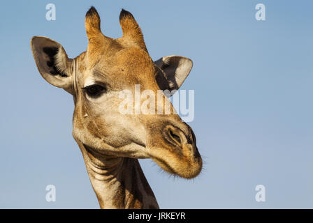 Le sud de Girafe (Giraffa giraffa), femme, close-up, portrait, Désert du Kalahari, Kgalagadi Transfrontier Park, Afrique du Sud Banque D'Images