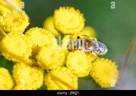 Un colletes simulans également connu sous le nom d'abeilles ou plâtrier ou polyester bee, d'alimentation sur une fleur jaune tanaisie (Tanacetum vulgare), sous le chaud soleil d'été. Banque D'Images