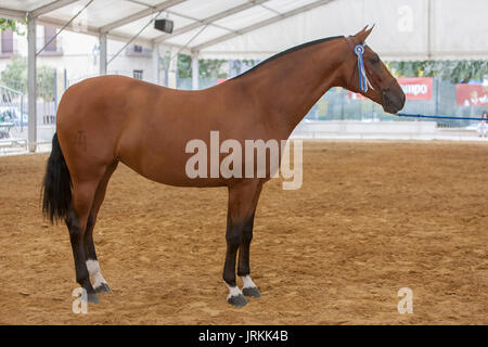 Andujar, Jaen procince, ESPAGNE - 13 septembre 2009 : cheval espagnol de pure race qui participent au cours d'un exercice de la morphologie équestre à Andujar, Jaen Banque D'Images