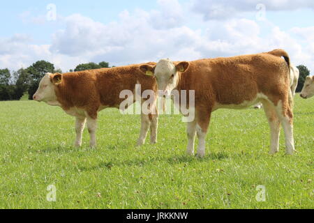 La Simmental vêle en dehors sur l'herbe Banque D'Images