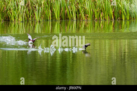 Chasing grebe grèbe de Slavonie Banque D'Images