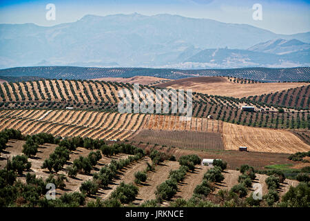 La culture écologique d'oliviers dans la province de Jaen, Espagne Banque D'Images