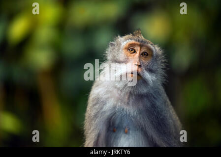 Portrait d'un singe dans la forêt des singes sacrés Sanctuaire Ubud Bali Indonésie. Banque D'Images