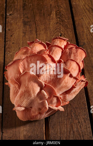 Rose frais, crus Pleurotes cultivées par la ferme de primordia en Pennsylvanie, USA Banque D'Images