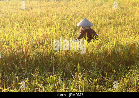 HAI Duong, Vietnam, septembre, 29 : Vietnamese woman farmer la récolte sur un champ de riz le 29 septembre 2014 à Hai Duong, Vietnam Banque D'Images