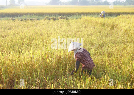 HAI Duong, Vietnam, septembre, 29 : Vietnamese woman farmer la récolte sur un champ de riz le 29 septembre 2014 à Hai Duong, Vietnam. Banque D'Images