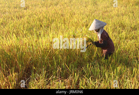 HAI Duong, Vietnam, septembre, 29 : Vietnamese woman farmer la récolte sur un champ de riz le 29 septembre 2014 à Hai Duong, Vietnam. Banque D'Images