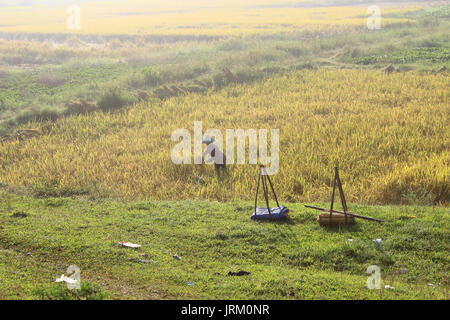 HAI Duong, Vietnam, septembre, 29 : Vietnamese woman farmer la récolte sur un champ de riz le 29 septembre 2014 à Hai Duong, Vietnam. Banque D'Images