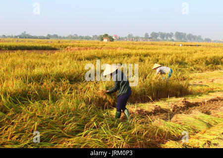 HAI Duong, Vietnam, septembre, 29 : Vietnamese woman farmer la récolte sur un champ de riz le 29 septembre 2014 à Hai Duong, Vietnam. Banque D'Images