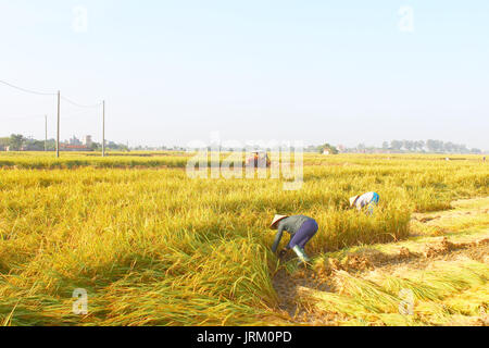 HAI Duong, Vietnam, septembre, 29 : Vietnamese woman farmer la récolte sur un champ de riz le 29 septembre 2014 à Hai Duong, Vietnam. Banque D'Images