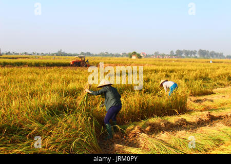 HAI Duong, Vietnam, septembre, 29 : Vietnamese woman farmer la récolte sur un champ de riz le 29 septembre 2014 à Hai Duong, Vietnam. Banque D'Images