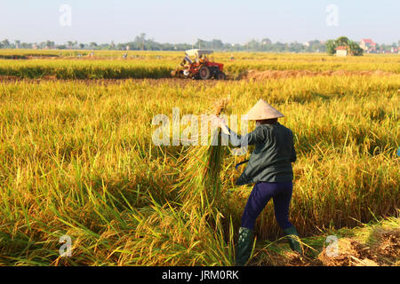 HAI Duong, Vietnam, septembre, 29 : Vietnamese woman farmer la récolte sur un champ de riz le 29 septembre 2014 à Hai Duong, Vietnam. Banque D'Images