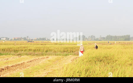 HAI Duong, Vietnam, septembre, 29 : Vietnamese woman farmer la récolte sur un champ de riz le 29 septembre 2014 à Hai Duong, Vietnam. Banque D'Images