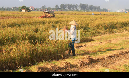 HAI Duong, Vietnam, septembre, 29 : Vietnamese woman farmer la récolte sur un champ de riz le 29 septembre 2014 à Hai Duong, Vietnam. Banque D'Images