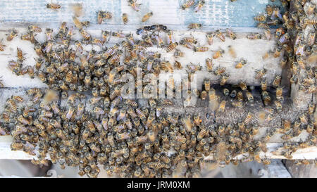 Plan Macro sur l'essaimage des abeilles sur une ruche Banque D'Images