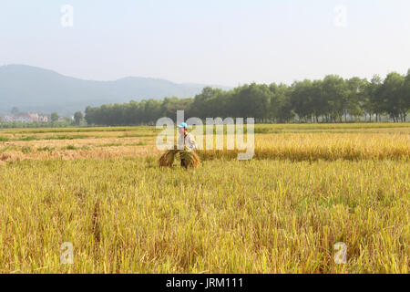 HAI Duong, Vietnam, octobre, 26 : Homme non identifié que les faisceaux de riz et plantent du riz à l'intérieur du lagon, le 26 octobre 2014 à Hai Duong, Vietnam. Banque D'Images