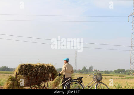 HAI Duong, Vietnam, octobre, 26 : Homme non identifié que les faisceaux de riz et plantent du riz à l'intérieur du lagon, le 26 octobre 2014 à Hai Duong, Vietnam. Banque D'Images