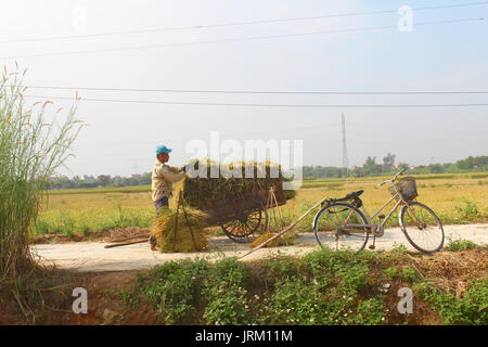 HAI Duong, Vietnam, octobre, 26 : Homme non identifié que les faisceaux de riz et plantent du riz à l'intérieur du lagon, le 26 octobre 2014 à Hai Duong, Vietnam. Banque D'Images