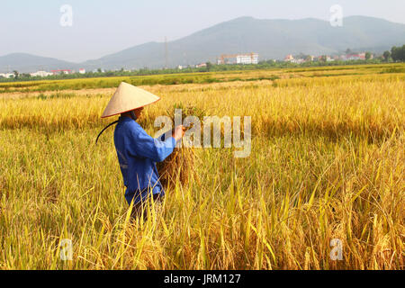 HAI Duong, Vietnam, octobre, 26 : Vietnamese woman farmer la récolte sur un champ de riz le 26 octobre 2014 à Hai Duong, Vietnam. Banque D'Images