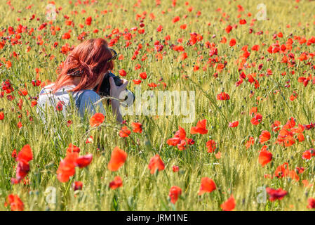 Sienne, ITALIE - 21 MAI 2017 - une jeune fille au milieu d'un champ prendre des photographies de pavot Banque D'Images