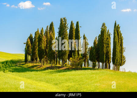 PIENZA, ITALIE - 21 MAI 2017 - cyprès dans un milieu d'un champ vert dans la zone naturelle de Val d'Orcia en Toscane. Banque D'Images