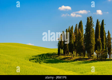 PIENZA, ITALIE - 21 MAI 2017 - cyprès dans un milieu d'un champ vert dans la zone naturelle de Val d'Orcia en Toscane. Banque D'Images