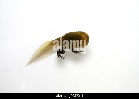 La grenouille tomate malgache se métamorphoser Tadpole avec jambes, Dyscophus guineti, sur fond blanc, Sambava Madagascar, Grenouillette élevés en captivité Banque D'Images