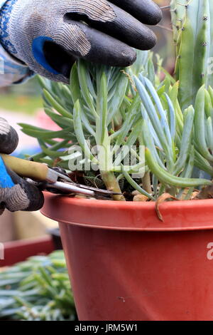 Bâtons de craie bleue succulentes ou connu sous le nom de Senecio Mandraliscae, doigt bleu succulentes Banque D'Images