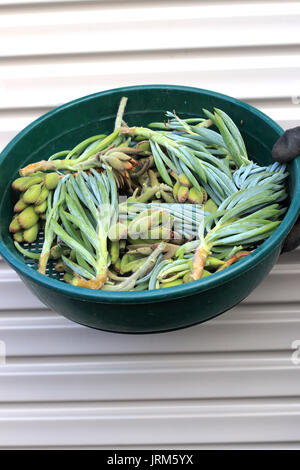 Jade plant une craie bleue et des boutures de succulentes baguettes Banque D'Images