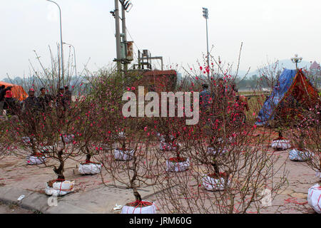 HAI Duong, Vietnam, avril, 10 : l'achat de fleurs dans le marché le 10 avril, dans la région de Hai Duong, Vietnam. Banque D'Images