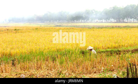 HAI Duong, Vietnam, Novembre, 6 : Vietnamese woman farmer la récolte sur un champ de riz, le 6 novembre 2013 à Hai Duong, Delta du Fleuve Rouge, au Vietnam. Culte du riz Banque D'Images