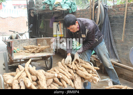 Haiduong, Vietnam, Février, 10 personnes : Kudzu traitement sur la farine, Février 10, 2015 à Hai Duong, Vietnam Banque D'Images