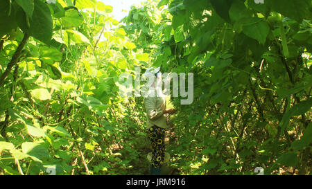 HAI Duong, Vietnam, avril, 14 : Woman picking des pois dans le jardin, 14 avril, 2015 à Hai Duong, Vietnam. Banque D'Images