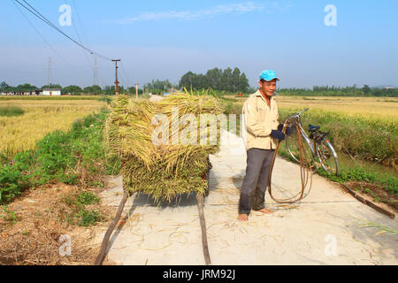 HAI Duong, Vietnam, octobre, 26 : Homme non identifié que les faisceaux de riz et plantent du riz à l'intérieur du lagon, le 26 octobre 2014 à Hai Duong, Vietnam. Banque D'Images