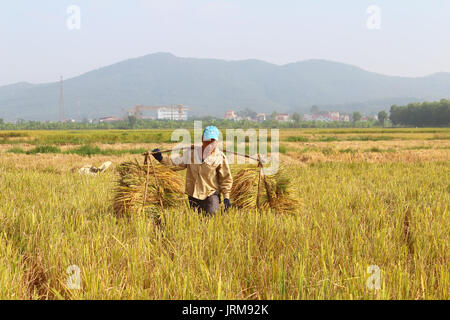 HAI Duong, Vietnam, octobre, 26 : Homme non identifié que les faisceaux de riz et plantent du riz à l'intérieur du lagon, le 26 octobre 2014 à Hai Duong, Vietnam. Banque D'Images