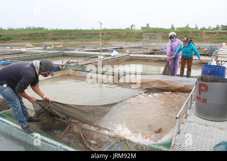 HAI Duong, Vietnam, novembre, 18 : les pêcheurs et les poissons dans la ferme sur la rivière, 18 novembre 2014 à Hai Duong, Vietnam Banque D'Images