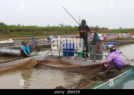 HAI Duong, Vietnam, novembre, 18 : les pêcheurs et les poissons dans la ferme sur la rivière, 18 novembre 2014 à Hai Duong, Vietnam. Banque D'Images