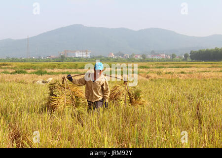 HAI Duong, Vietnam, octobre, 26 : Homme non identifié que les faisceaux de riz et plantent du riz à l'intérieur du lagon, le 26 octobre 2014 à Hai Duong, Vietnam. Banque D'Images