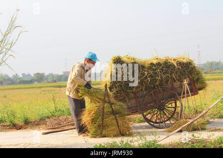 HAI Duong, Vietnam, octobre, 26 : Homme non identifié que les faisceaux de riz et plantent du riz à l'intérieur du lagon, le 26 octobre 2014 à Hai Duong, Vietnam. Banque D'Images