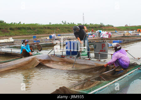 HAI Duong, Vietnam, novembre, 18 : les pêcheurs et les poissons dans la ferme sur la rivière, 18 novembre 2014 à Hai Duong, Vietnam Banque D'Images