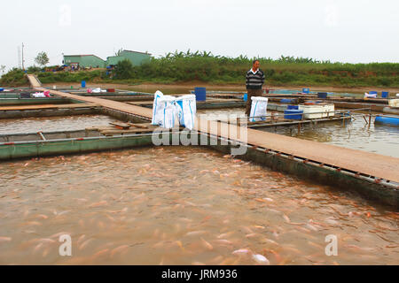 HAI Duong, Vietnam, novembre, 18 : les pêcheurs et les poissons dans la ferme sur la rivière, 18 novembre 2014 à Hai Duong, Vietnam. Banque D'Images